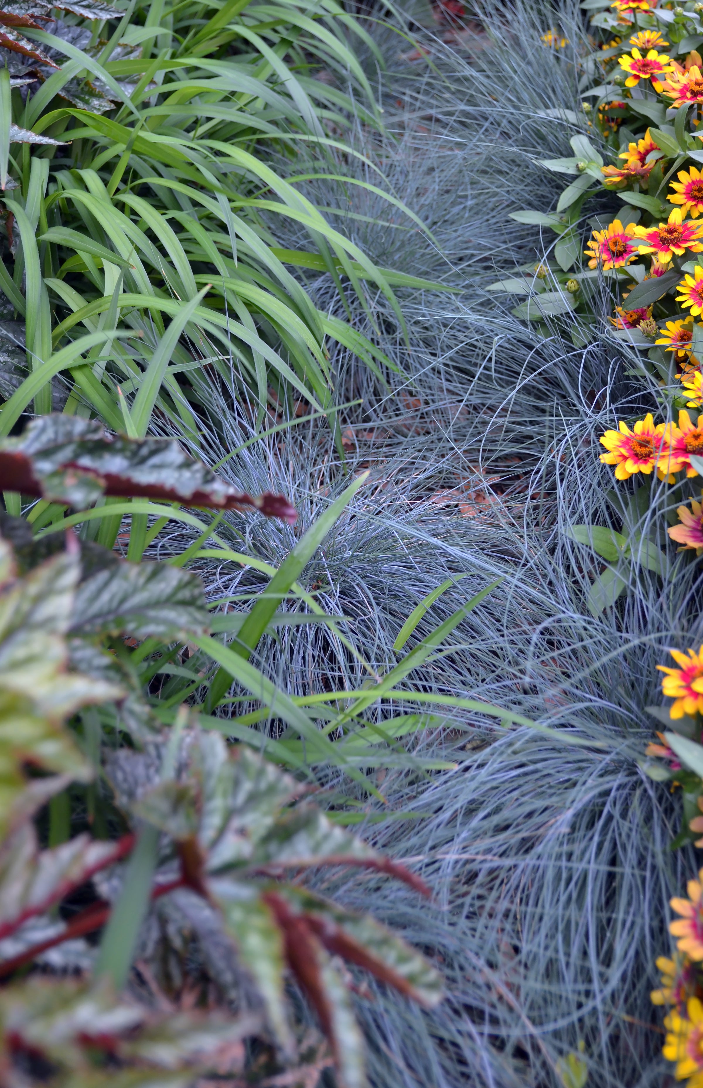 Blue Fescue