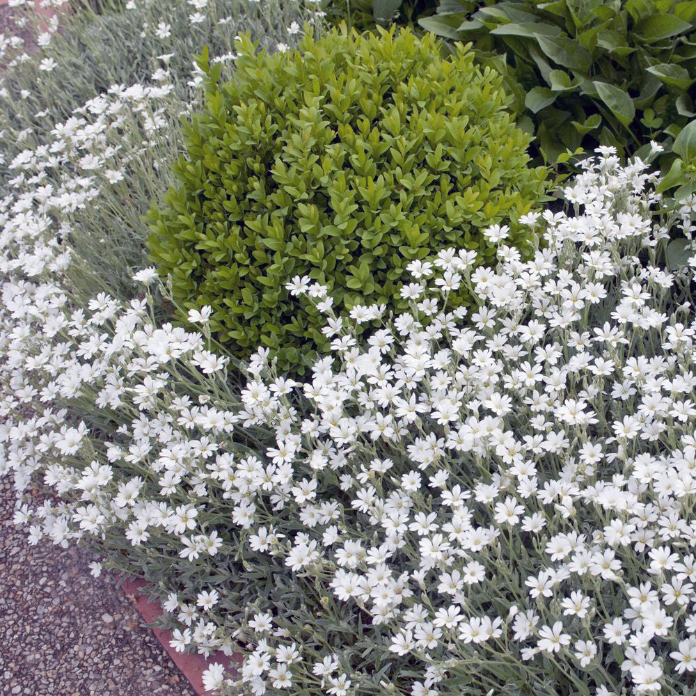 Snow in Summer