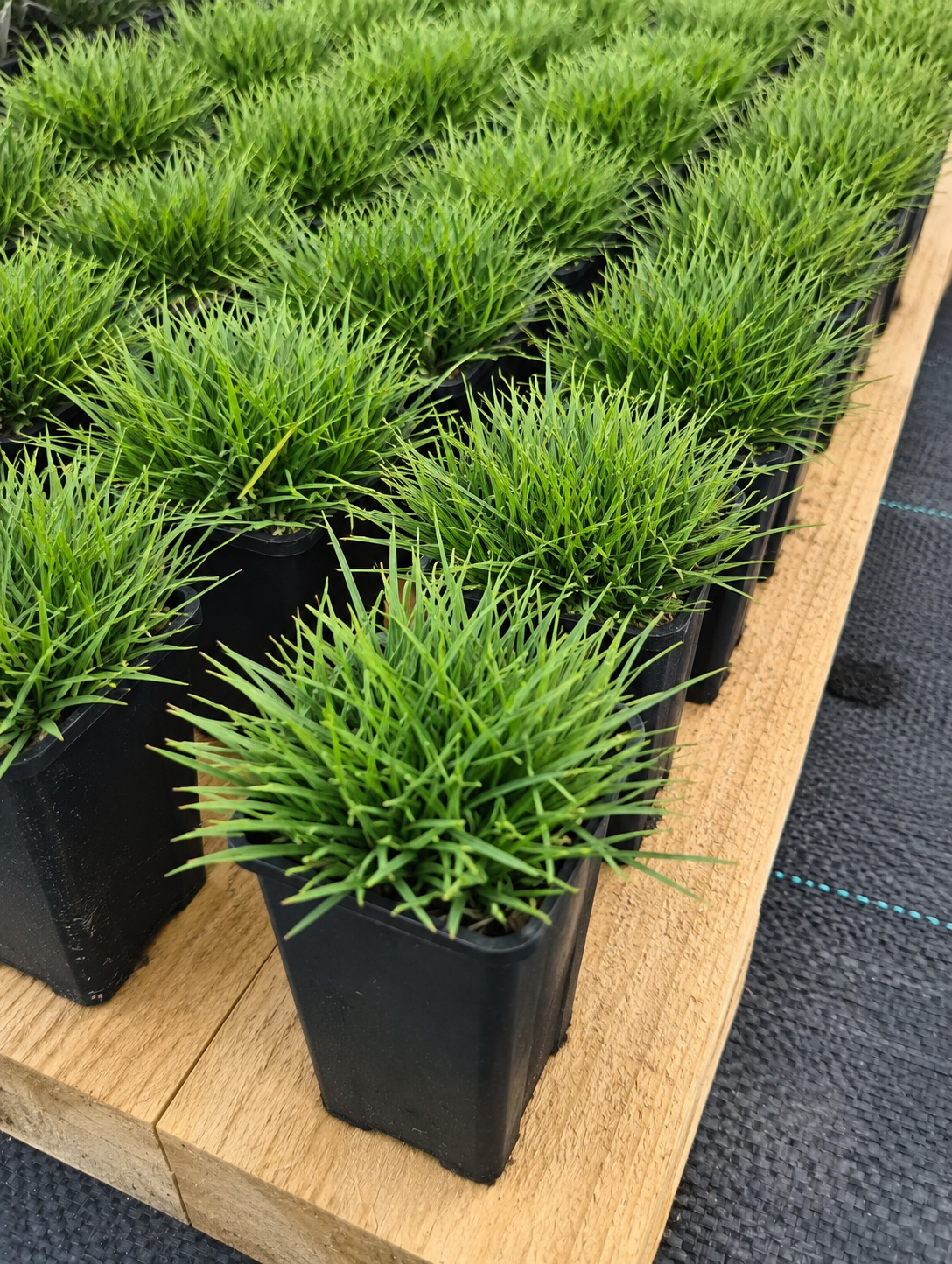 Zoysia "No Mow" Grass
