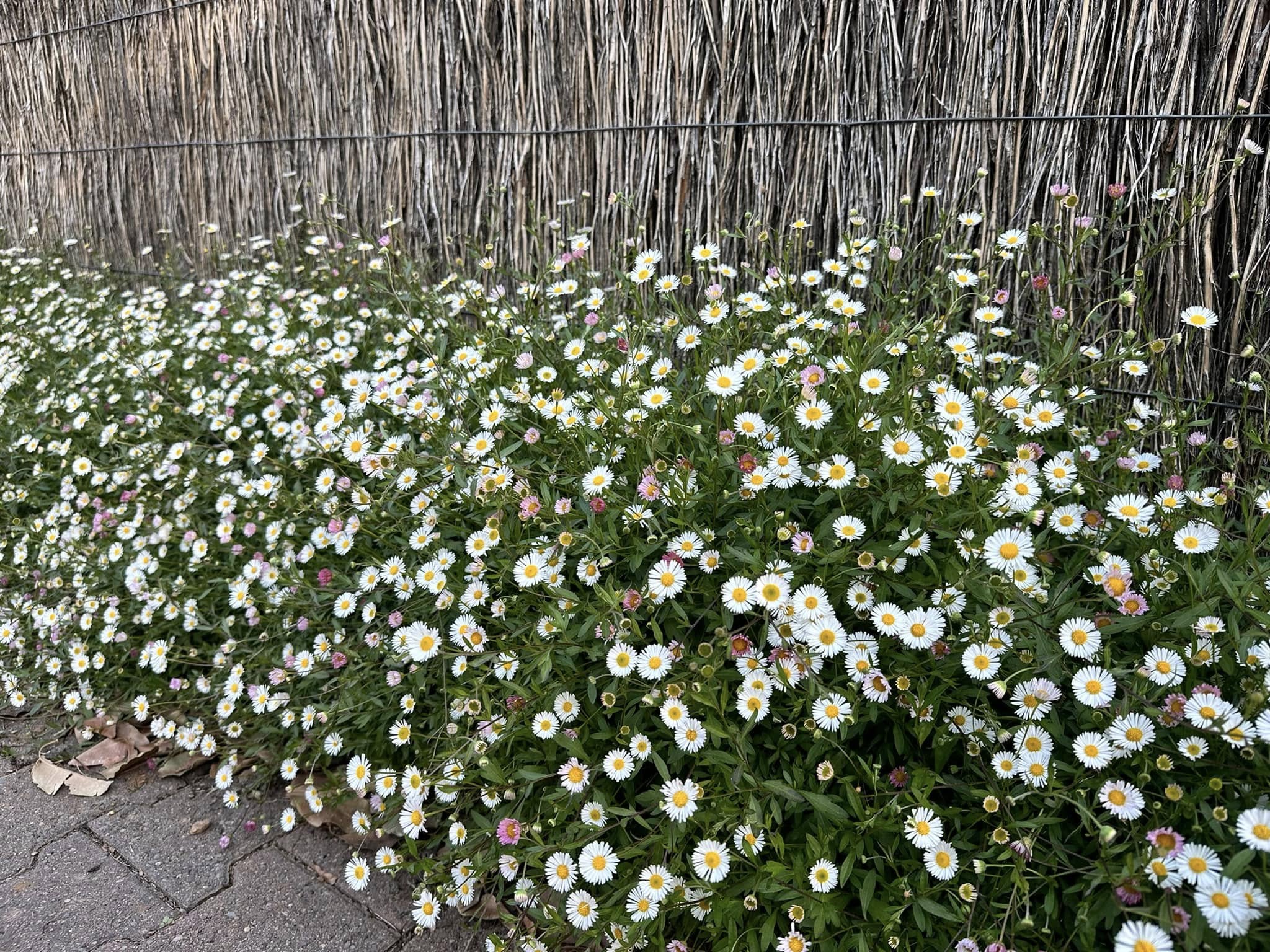 Seaside Daisy