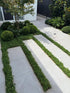 Dichondra