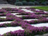 Creeping Thyme