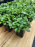 Dichondra