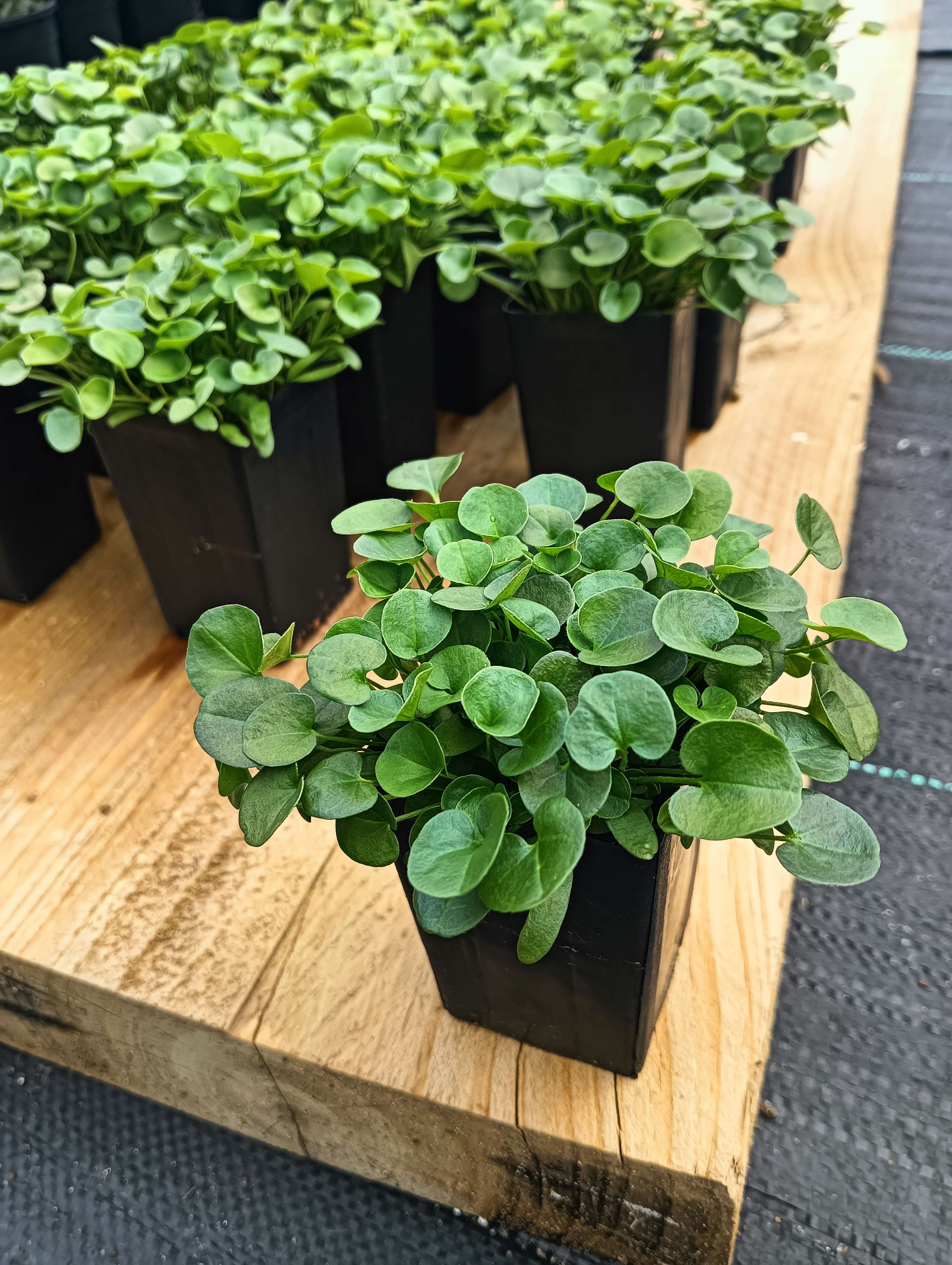 Dichondra