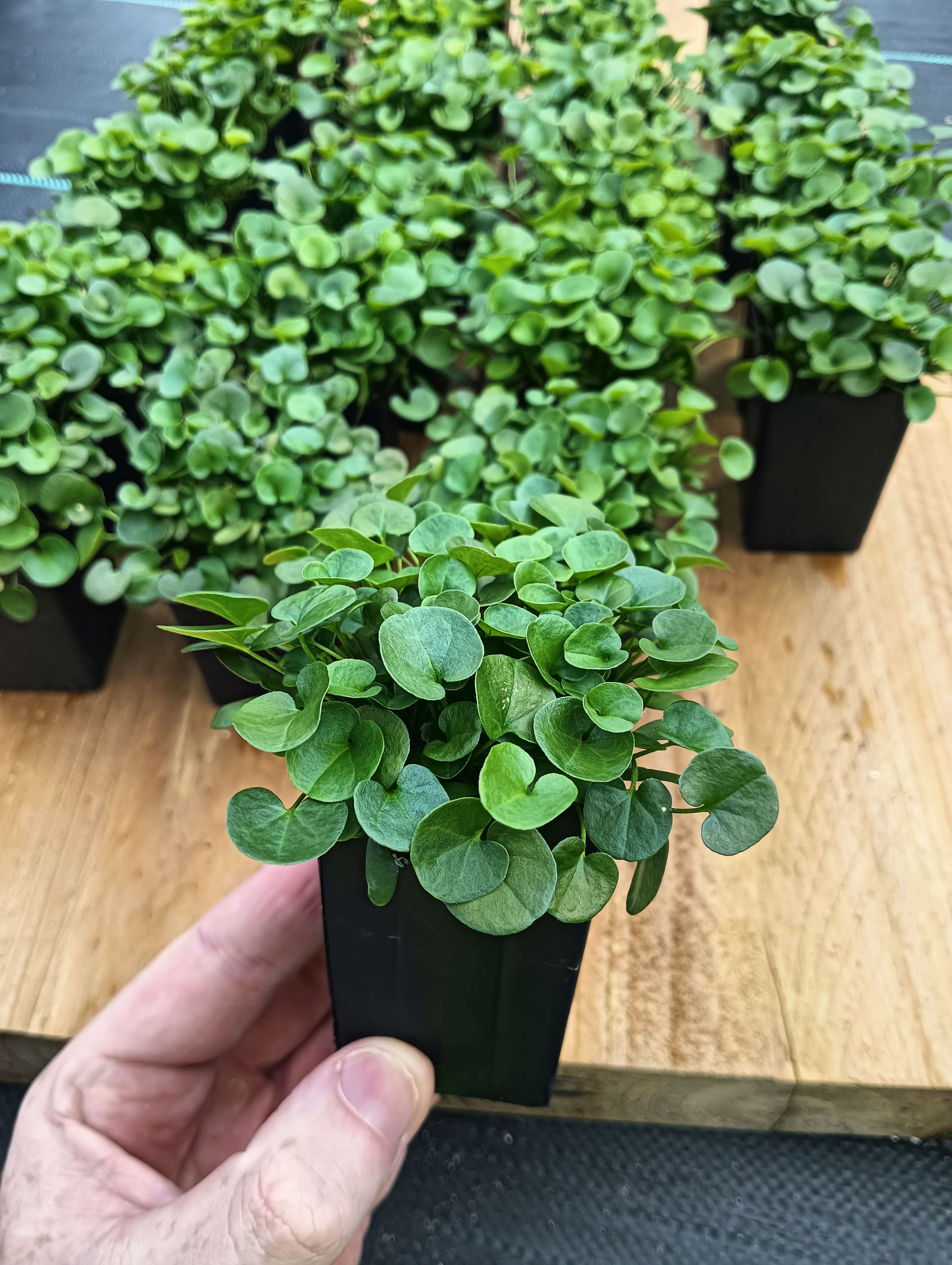 Dichondra