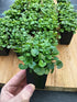 Dichondra