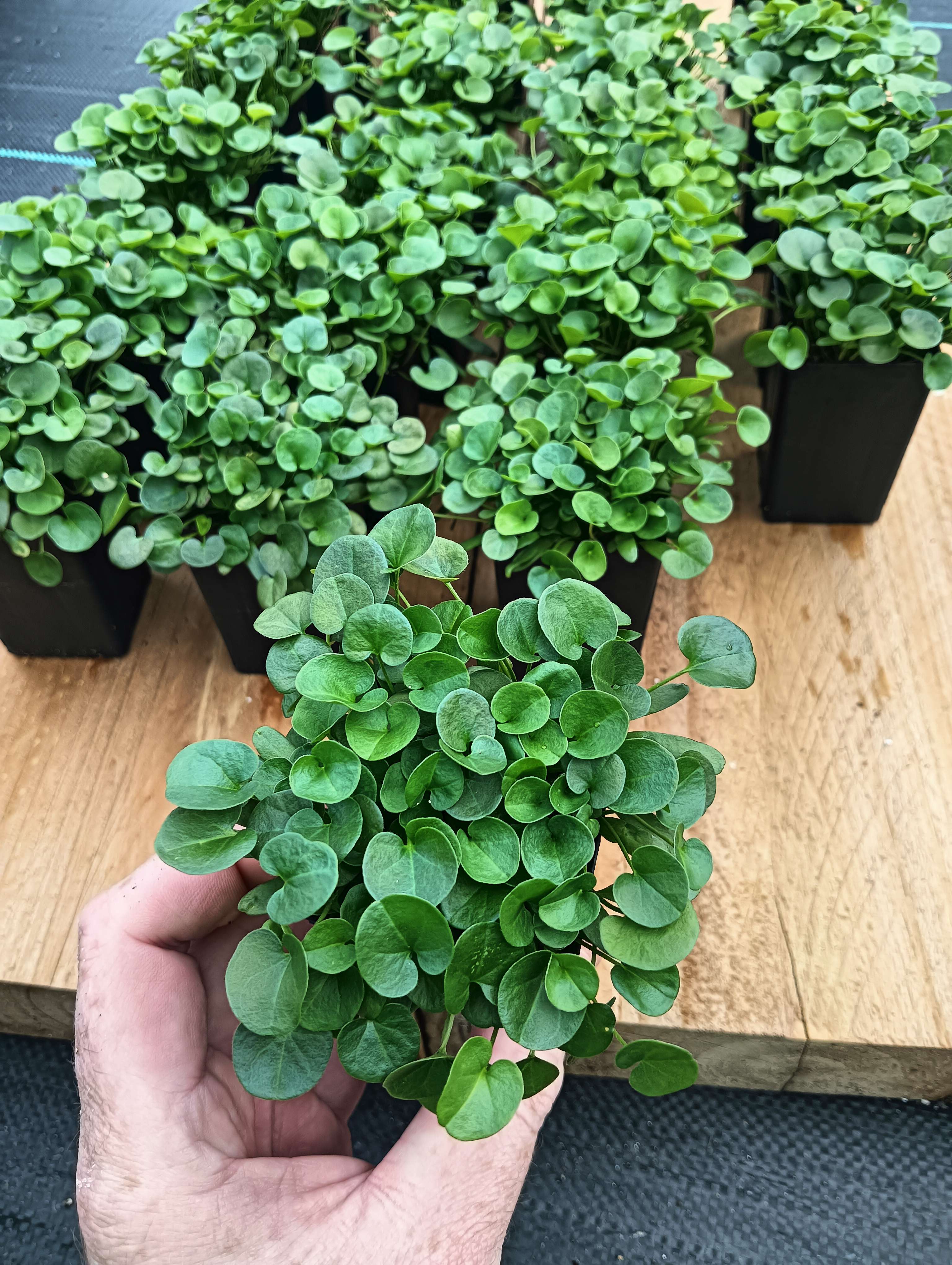 Dichondra