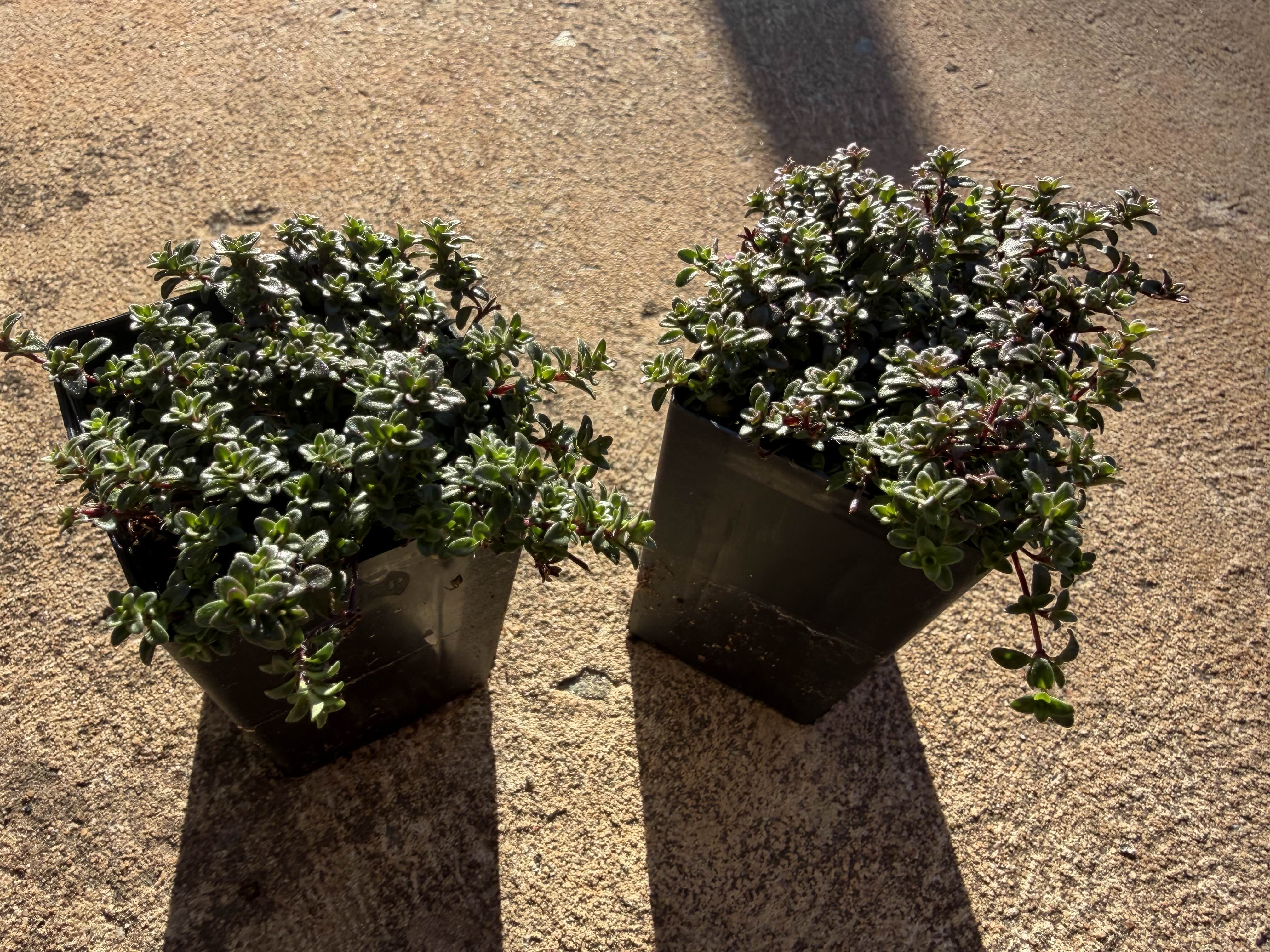 Creeping Thyme