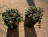 Creeping Thyme