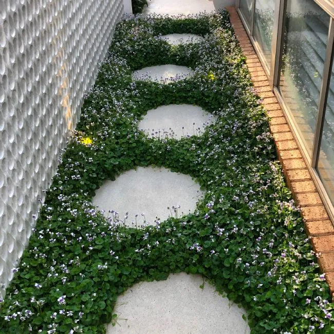 Native Violets