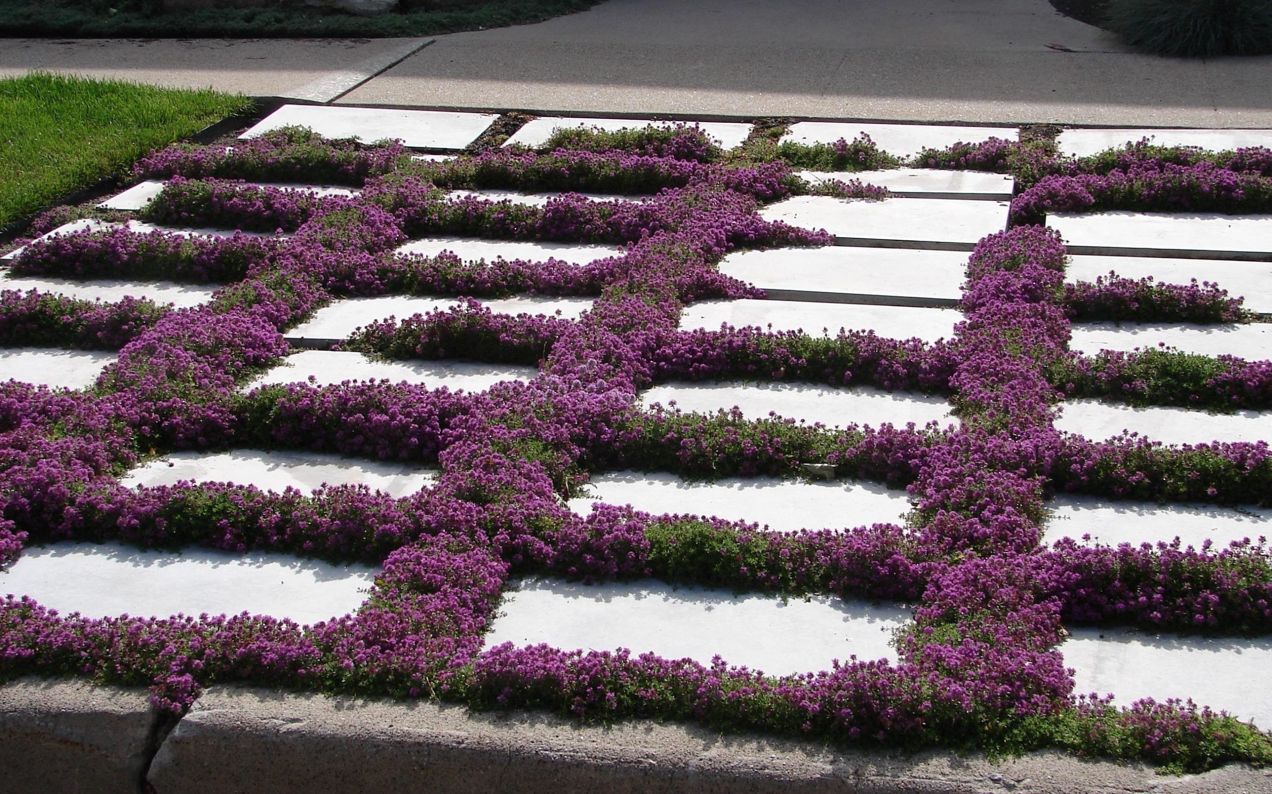 Creeping Thyme