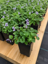 Native Violets
