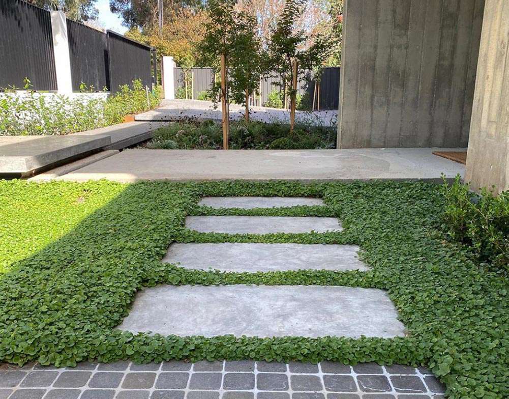 Dichondra